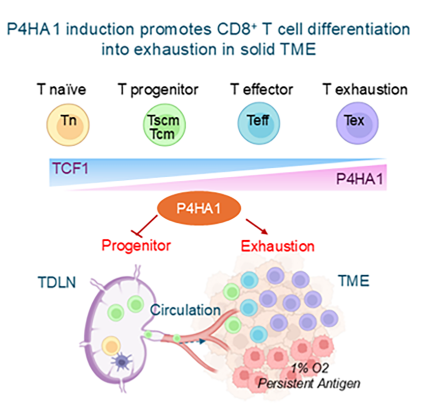 P4HA