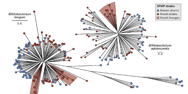 microbiome-diversity-in-southeast-asians_600x300