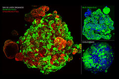 thumb_humanliverorganoid