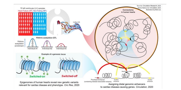 non-coding genome - thumbnail