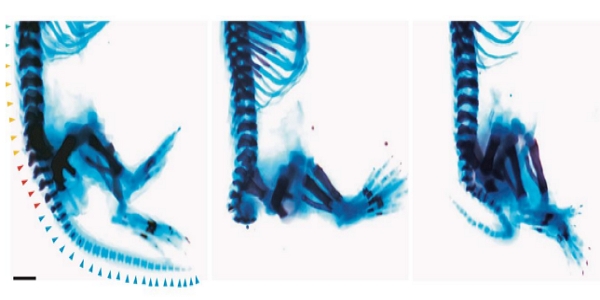 orphan paediatric - thumbnail