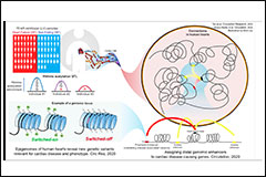 thumb_genomicenchancers