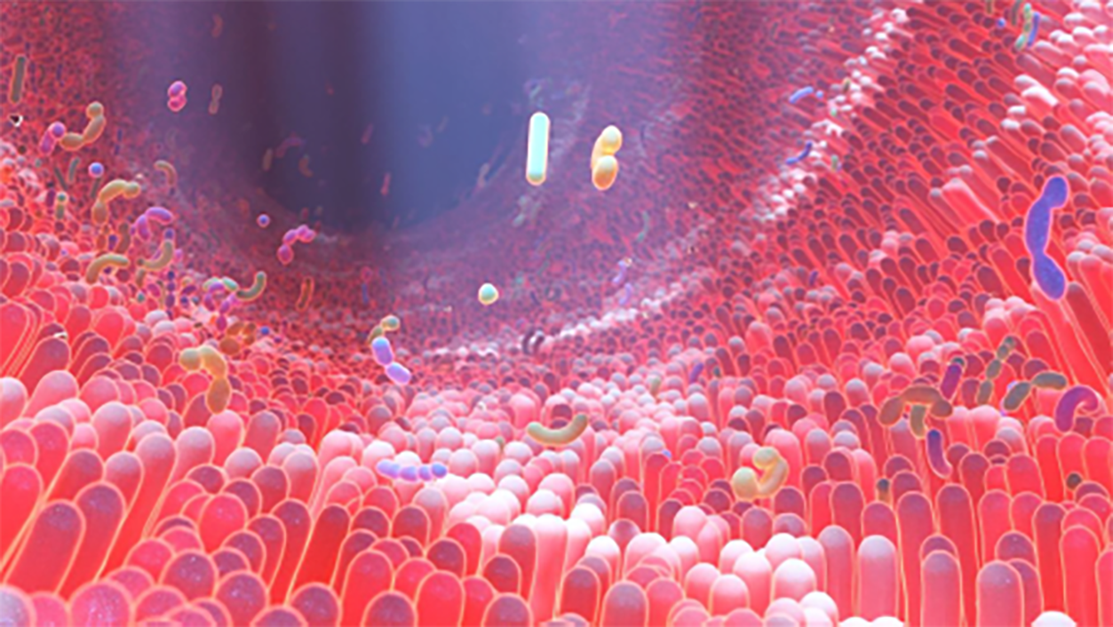 Human gut microbiome