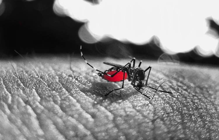 Dengue Outbreak_Cover