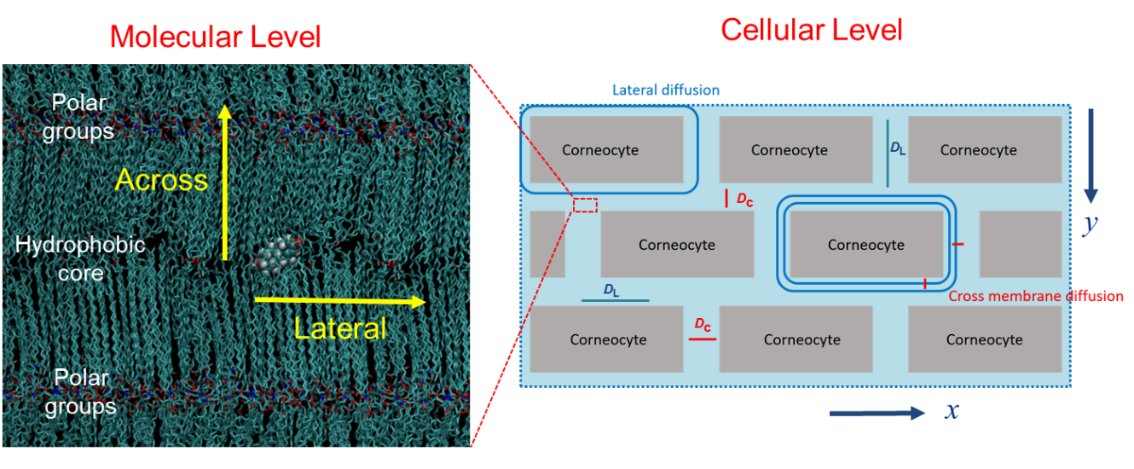 Diffusion of skin barrier layer