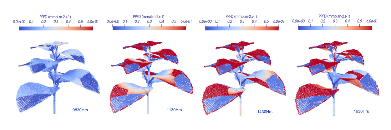 light distribution and intensity on crops