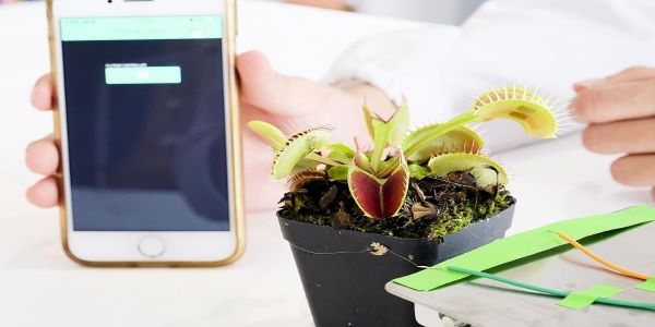 2021 03 16 Electrode on venus flytrap (600x300)