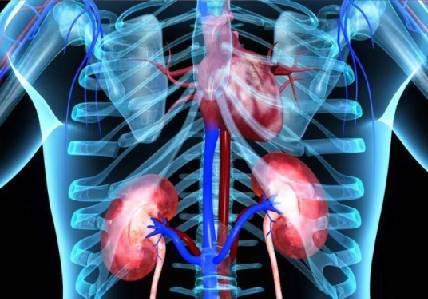 RENAL DENERVATION GUIDE WIRE