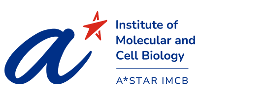 22. Institute of Molecular and Cell Biology (IMCB)