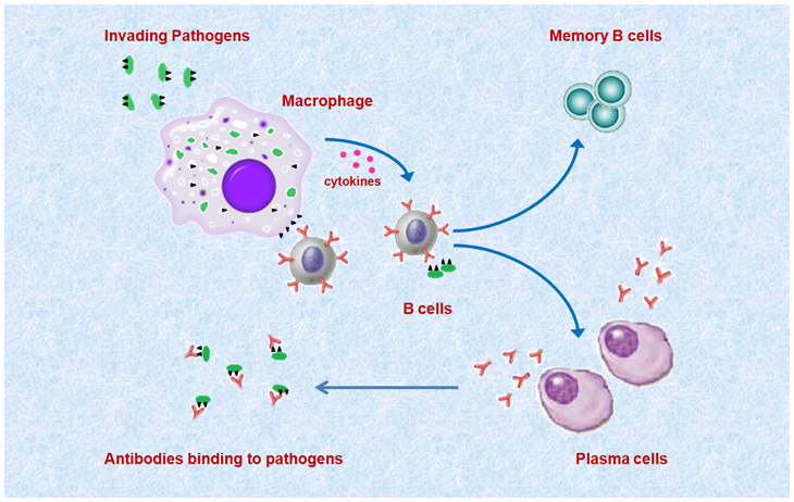 immunology_pic