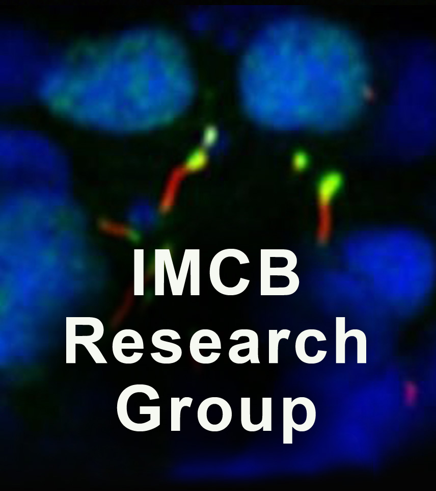 imcb Research group