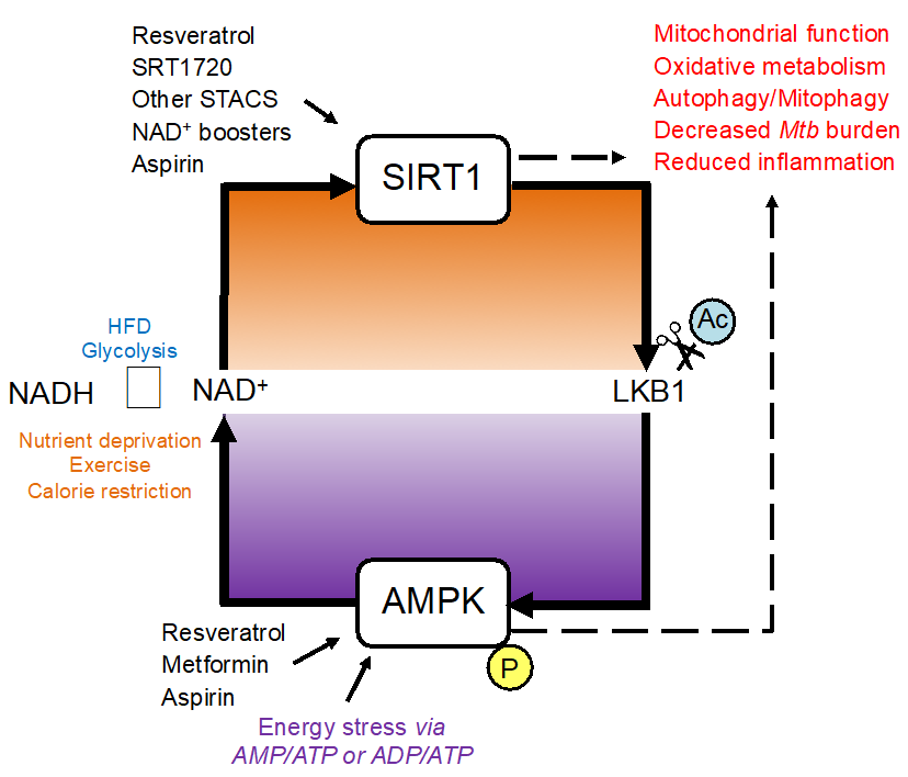 Research Projects - Fig 2