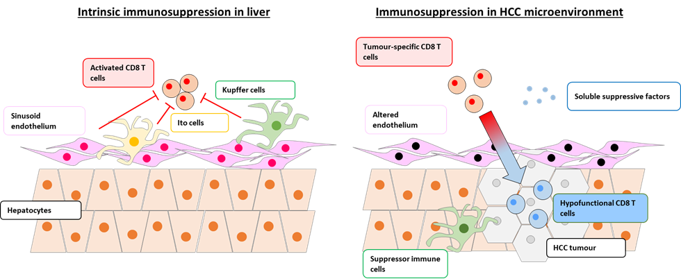 ret immunosuppresion