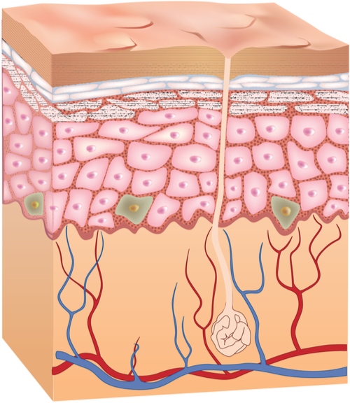 Acne And Sebaceous Gland