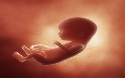 baby fetus embryo pregnant shutterstock_resized_72