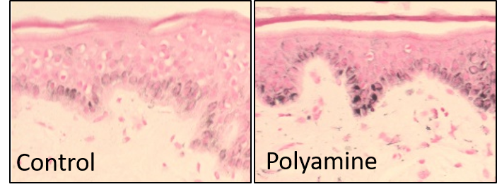 polyamines_vardy