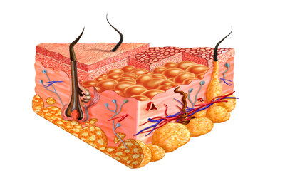 skin_microbiota_in_acne_development_resized_72