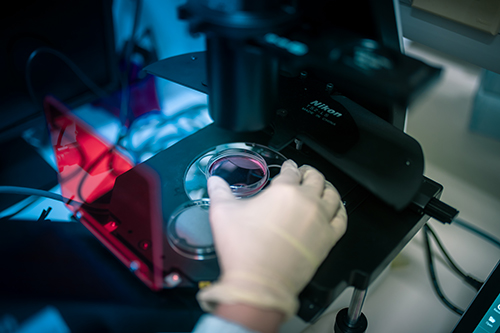 Sophie_Bellanger_microscope_500px Sophie_Bellanger_microscope_500px