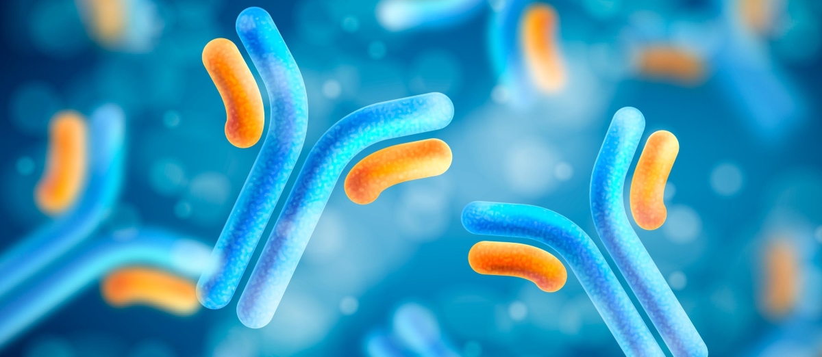 Antibodies (resized)