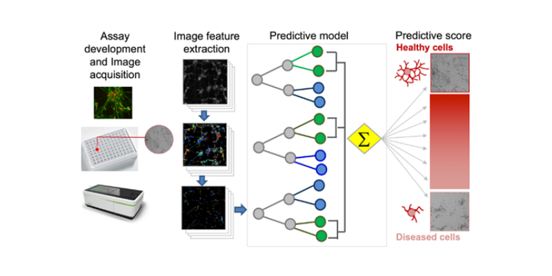 Identify drug preventing neurite retraction in ALS iPSCs (collab. IMCB A*STAR)