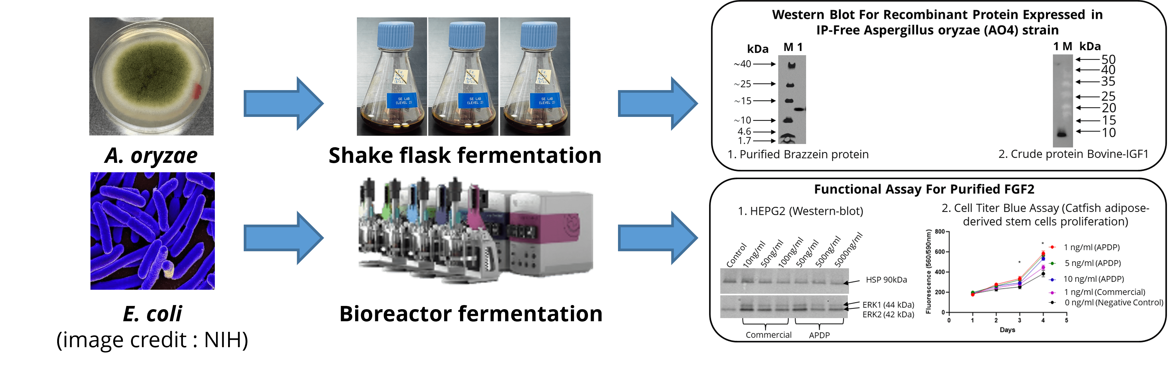 Strain engineering and bioprocess development
