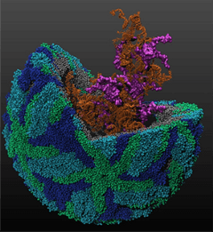 BII - Function and Structure of RNA Figure 1