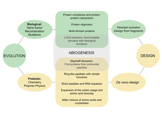 BII_Research-BMAD-PEBM-Figure-1 BII - Physics and Evolution of Biological Macromolecules