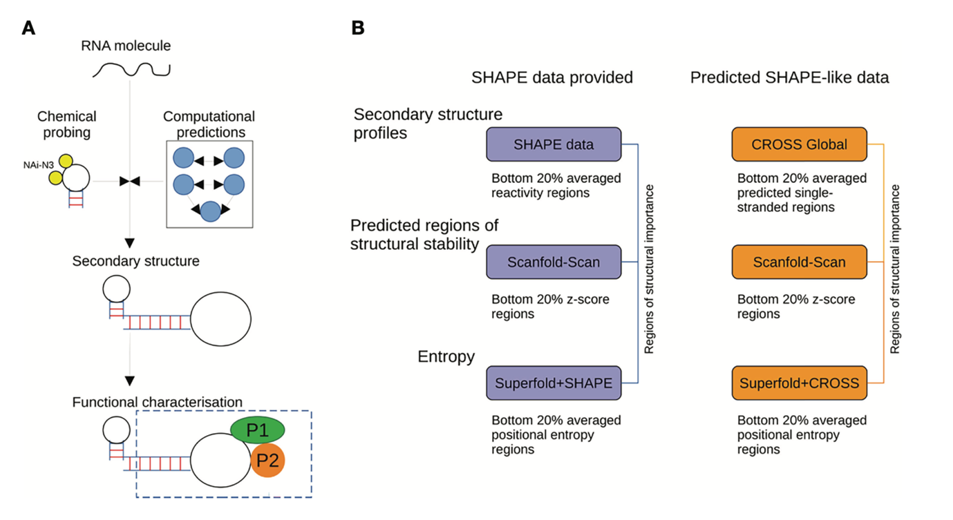 BII_Research-BSFD-FSRNA-Figure1