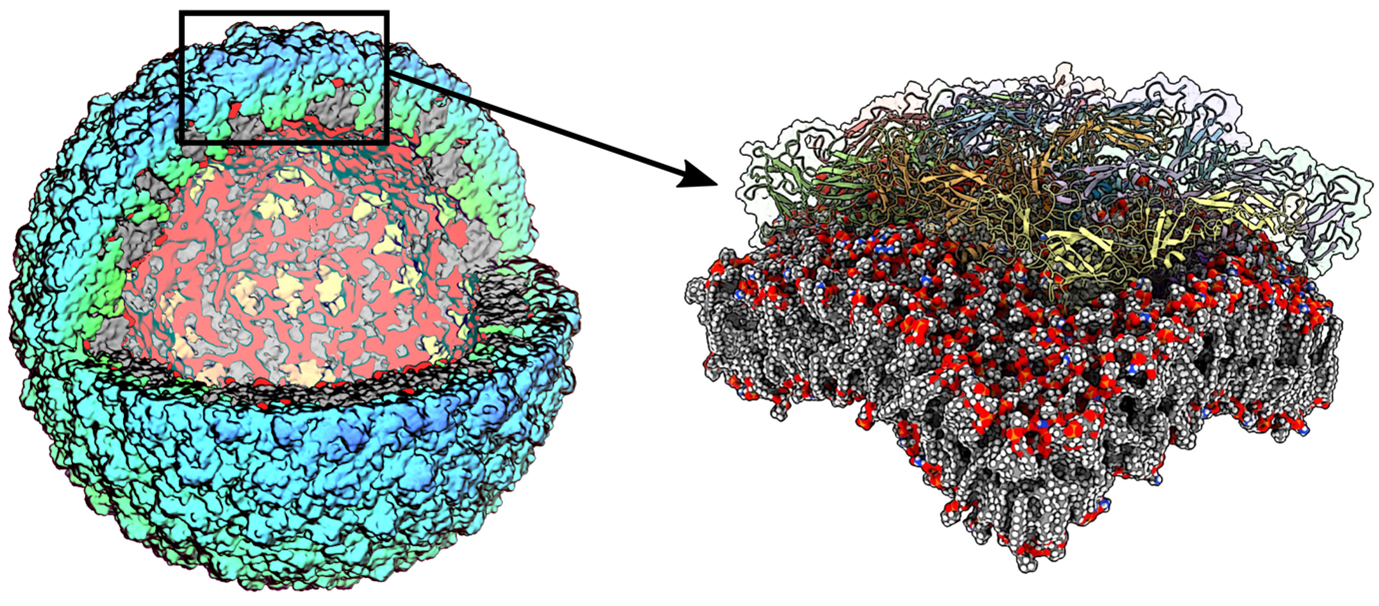 BII_Research-BSMD-MSMD-Figure1