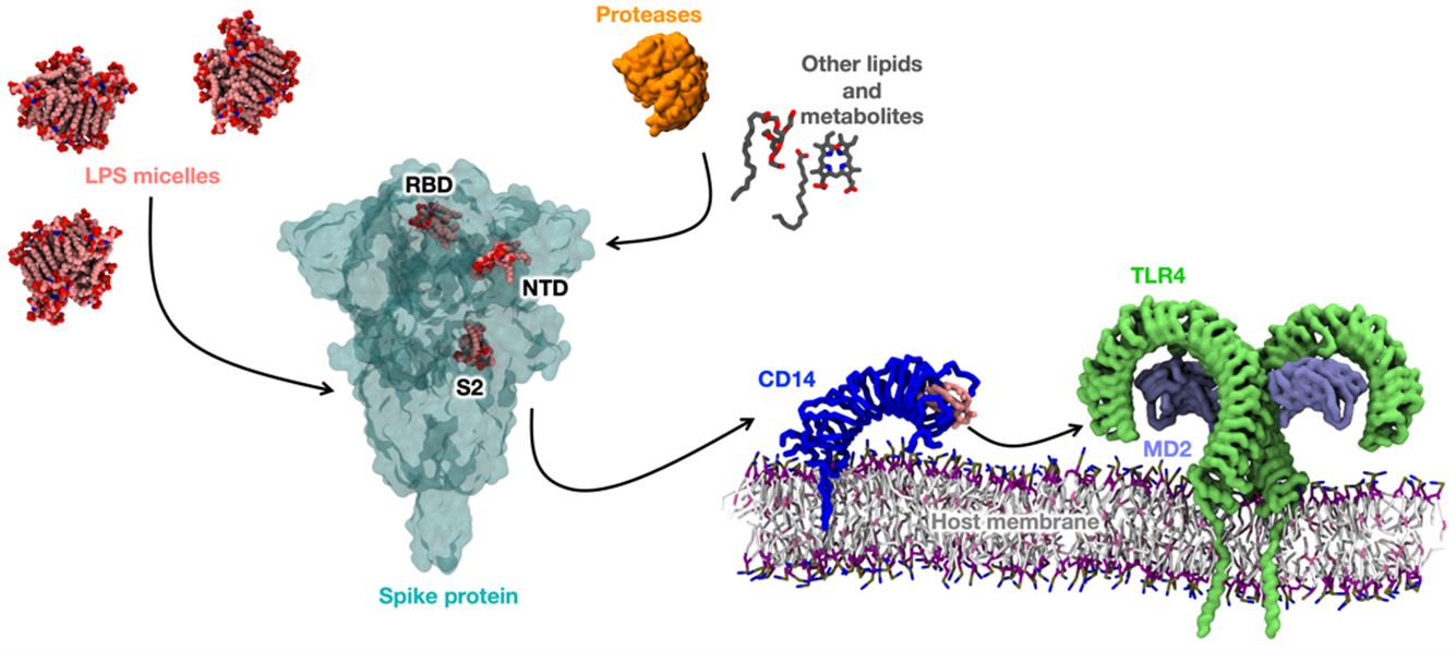 BII_Research-BSMD-MSMD-Figure2