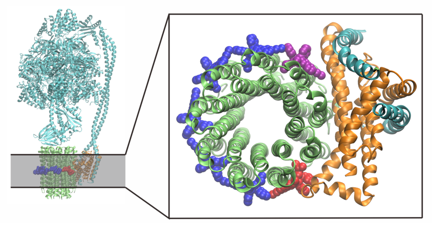 BII_Research-BSMD-MSMD-Figure3