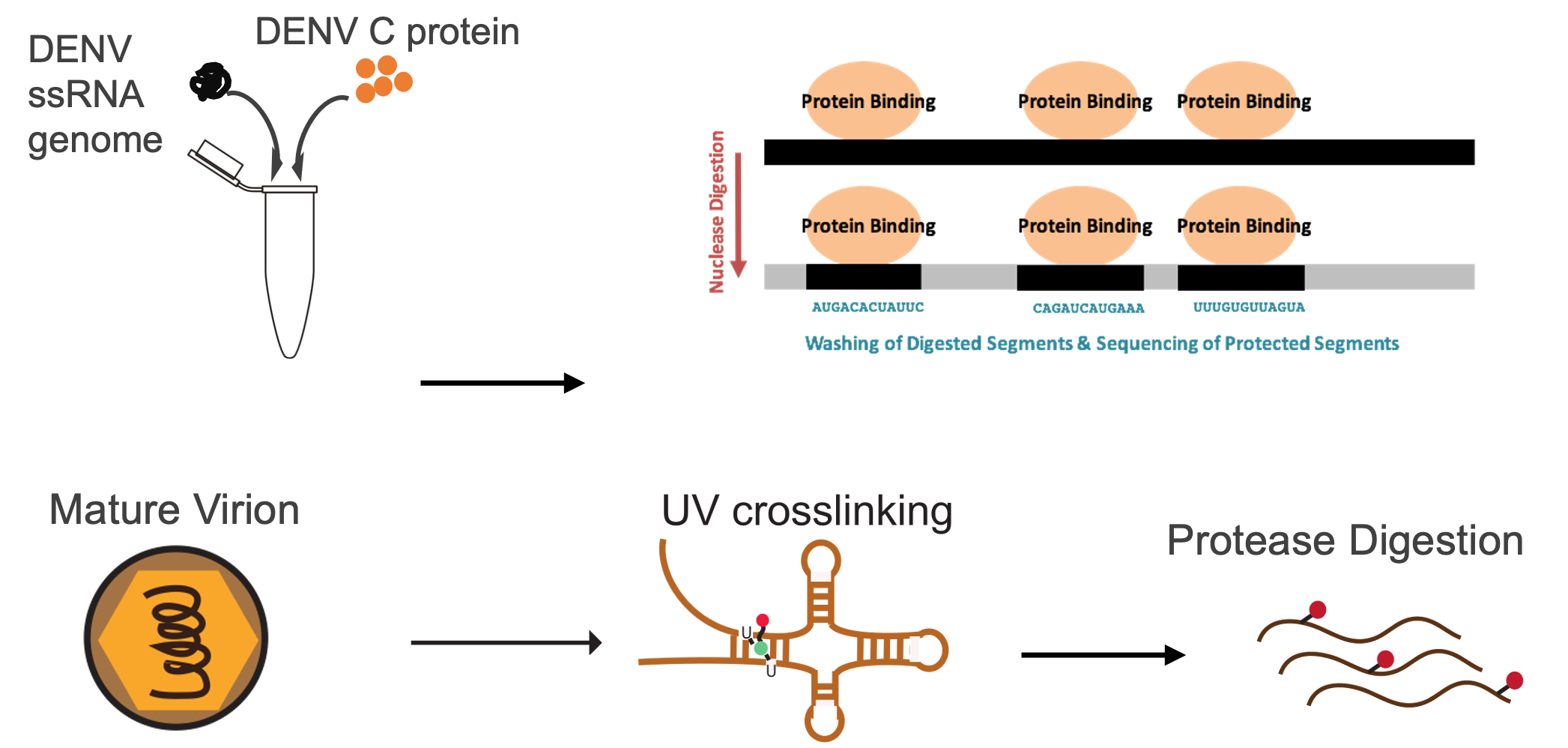 BII_Research_BSFD-FSRNA-Figure3