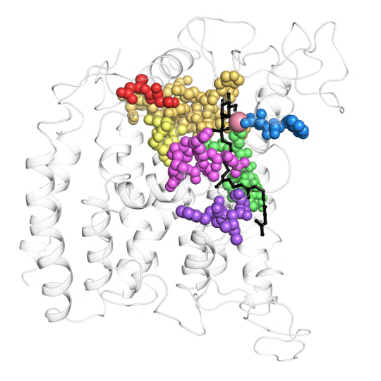 BII_Research_BSFD-GFP-Figure1