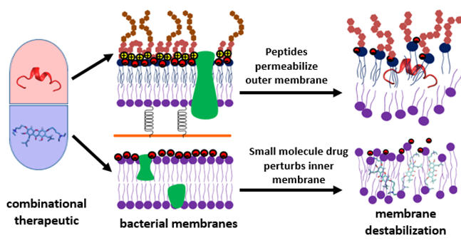 BII_Research_BSMD-ASDB-Figure2