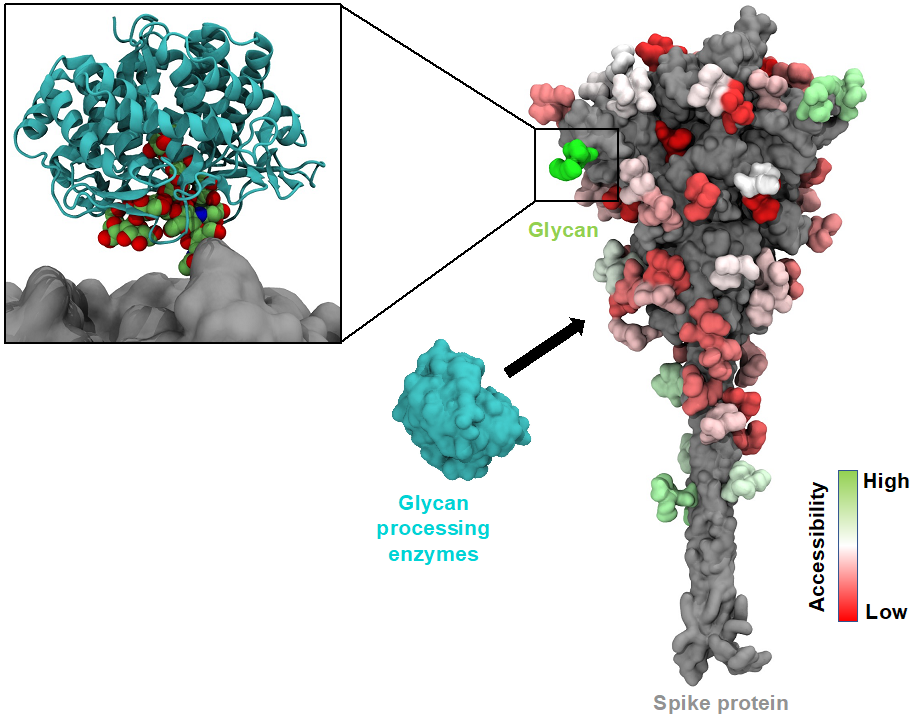 BII_Research_BSMD_MSMD-Figure2