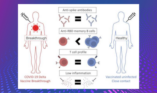 Memory B cells_Matthew