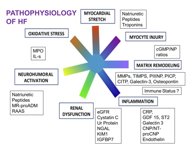 pathophysiologyofhf1