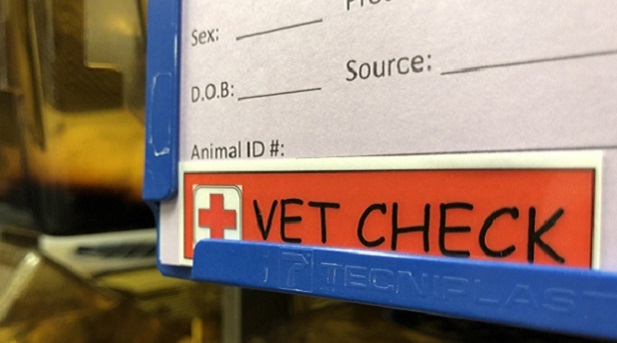 vet1