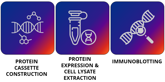 Propeptide toolbox for improved secretion of recombinant proteins