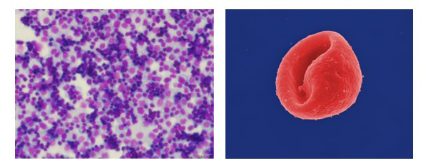 Stem Cell Reports 16(1) 182-197 Fig 1