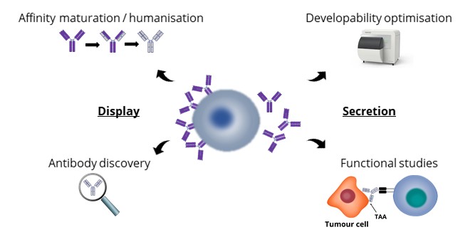 CHO Simultaneous Display and Secretion (CHO SDAP)