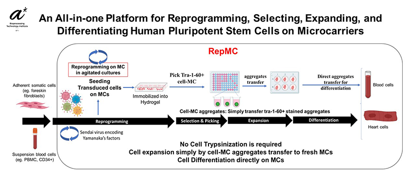 Fig 1 Cell Proliferation 19 May 2022