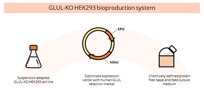 GLUL-KO HEK293 bioproduction system