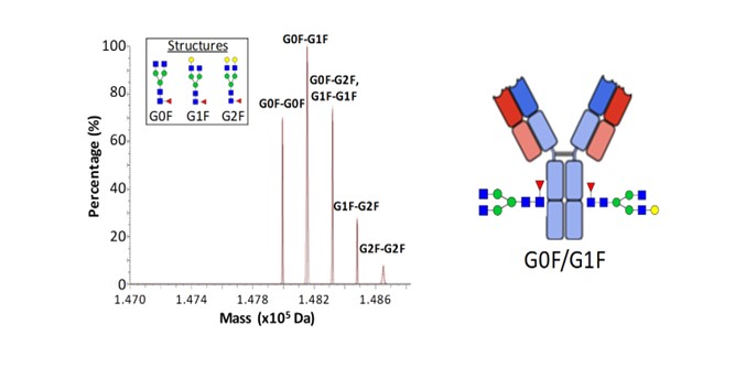INTACT GLYCAN STRUCTURES