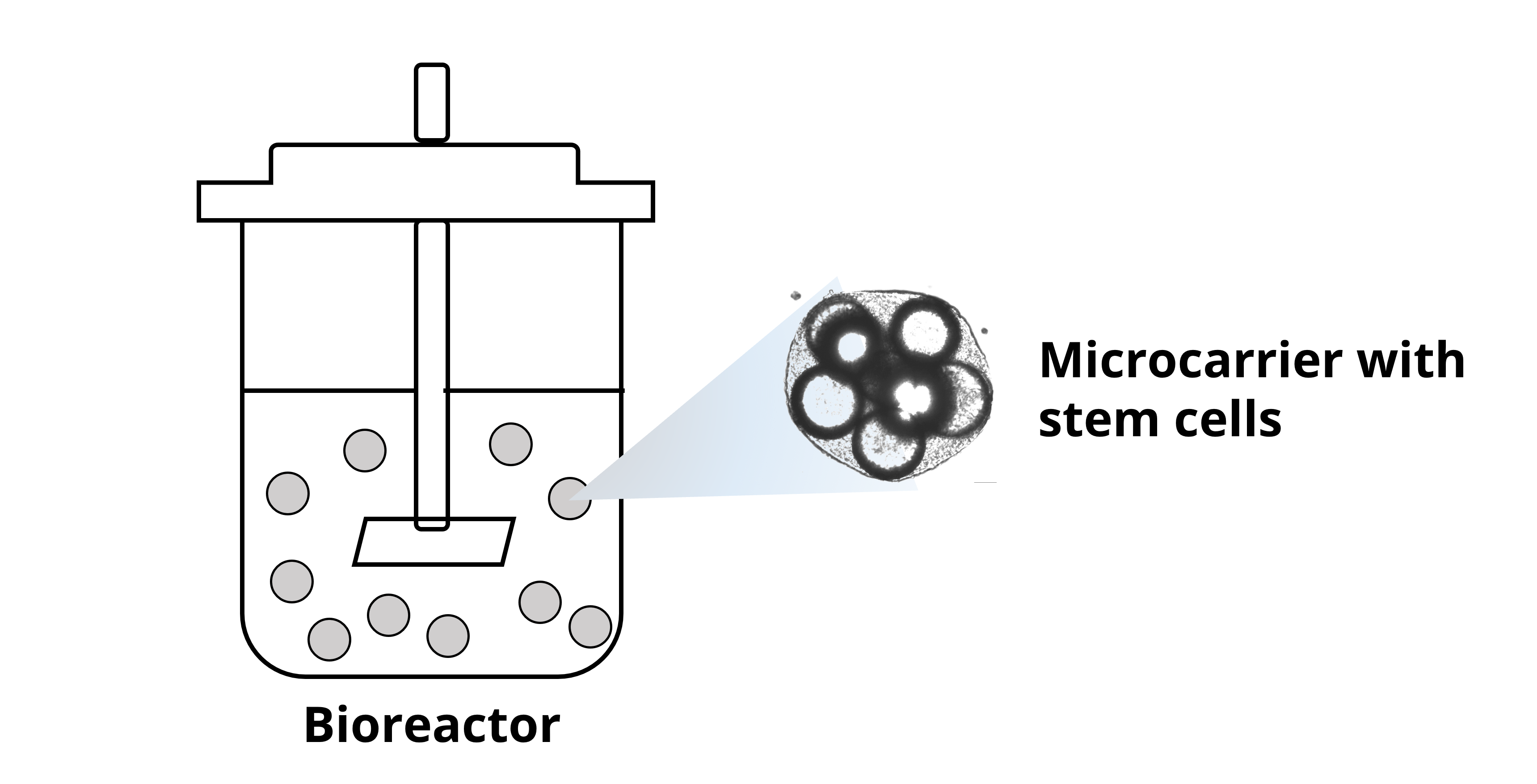 Microcarrier-based Bioreactor System