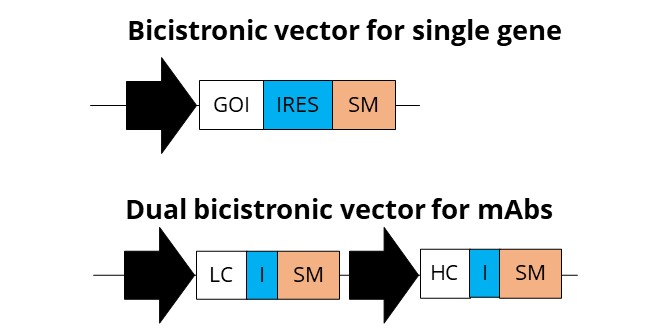 Multicistronic vector for biologics expression