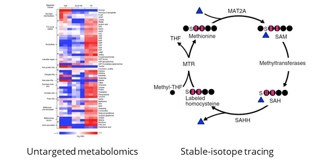 Untargeted Metabolomics and Stable Isotope Tracing Approach
