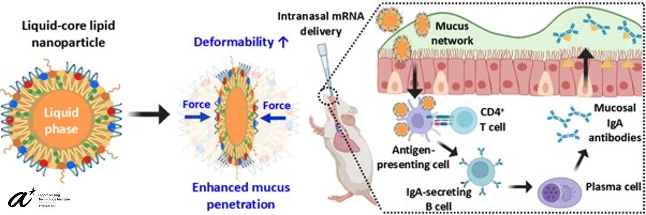 2025_07 Fig 1 - Muco-Penetrating Lipid Nanoparticles, Nipuni, Yi Yan 2025_07 Fig 1 - Muco-Penetrating Lipid Nanoparticles, Nipuni, Yi Yan