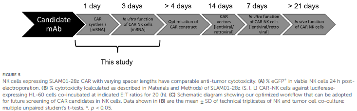 2025_10 Fig 1_Front. Immunol._Chelsia, Leonard (edit)