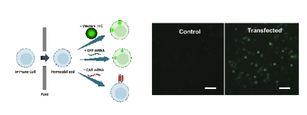 2026_02 Cyrus_fig 1_Advanced Therapeutics